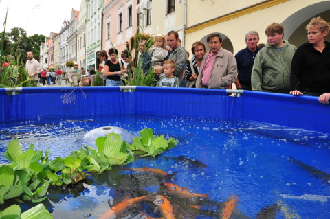 Okrasné ryby na Rybářských slavnostech v Třeboni.